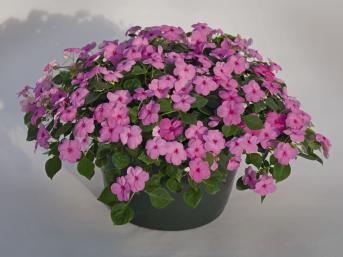 IMPATIENS LOLLIPOP ROSA VIOLA NR.1000 SEMI